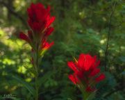 Indian Paintbrush Color. Photo by Dave Bell.