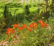 Beautiful Indian Paintbrush. Photo by Dave Bell.