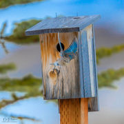 Momma Bluebird. Photo by Dave Bell.