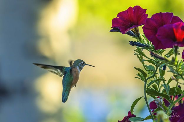 So Many To Chose From. Photo by Dave Bell.
