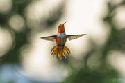 Master of Flight. Photo by Dave Bell.