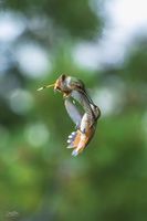 Aerial Combat. Photo by Dave Bell.