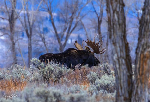 Beautiful Fellas. Photo by Dave Bell.