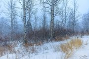 Beautiful Falling Snow. Photo by Dave Bell.