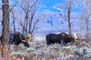 Two Beauties. Photo by Dave Bell.