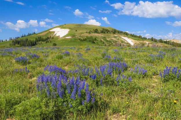 Lupine Fields. Photo by Dave Bell.