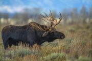 Grand Teton Moose--October 17