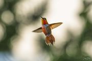 Summer Hummingbirds
