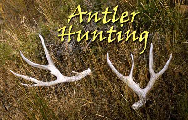 Antler hunting. NPS photo.