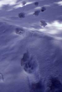 Wolf tracks. Photo by Douglas Smith, National Park Service.
