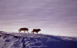 Two wolves on ridge, winter snow picture. NPS photo.