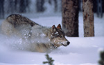 Captive wolf, running in snow. NPS photo.