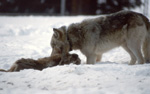 Captive wolf, eating, winter scene with snow. NPS photo.