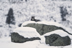Wolf on snowy rocks. NPS photo.