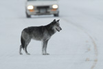 Wolf on road. NPS photo.
