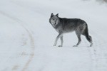 Wolf on road in winter. NPS photo.
