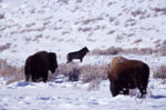 Wolf with bison, winter snow. NPS photo.