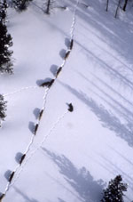 Wolf pack from the air in winter snow. NPS photo.