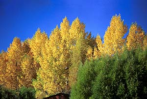 Fall colors
