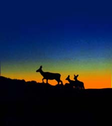 Deer at sunset