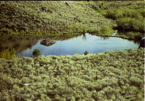 Beaver Pond