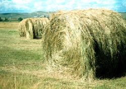 Round hay bales