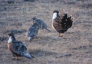 Sage rooster and hens