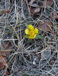 First spring flower