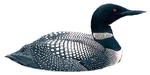 Common Loon