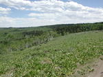 Aspen trees and lush vegetation are helping to keep the fires from spreading in the South Rim area