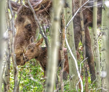 Mama moose and calf. Photo by Sharon Rauenzahn.