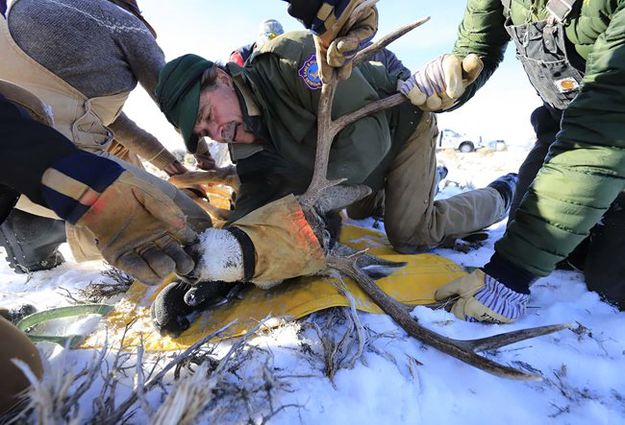 Buck research. Photo by Wyoming Game & Fish.