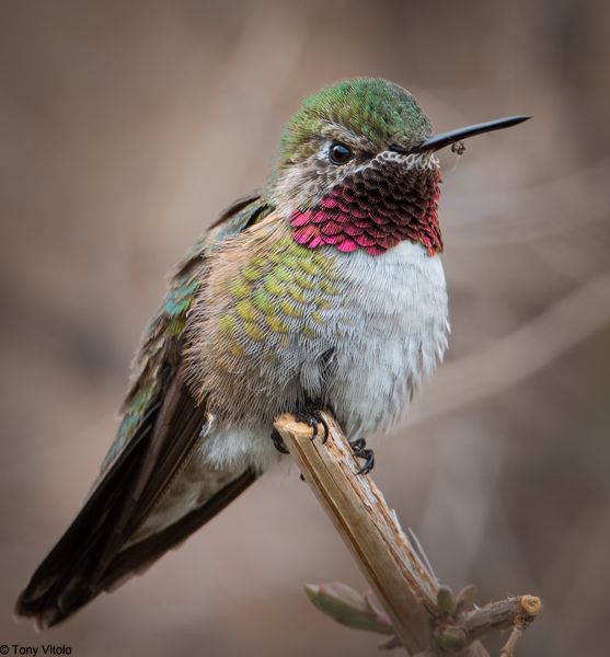 Broad-Tailed Hummingbird. Photo by Tony Vitolo.