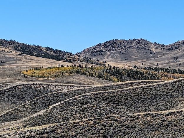 Vegetation diversity. Photo by Dan Stroud.