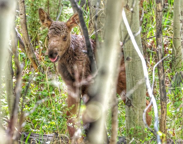 Baby moose. Photo by  Sharon Rauenzahn.