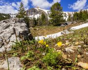 Spring Flowers And Lingering Snow. Photo by Dave Bell.