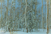 Snowy Forest. Photo by Dave Bell.