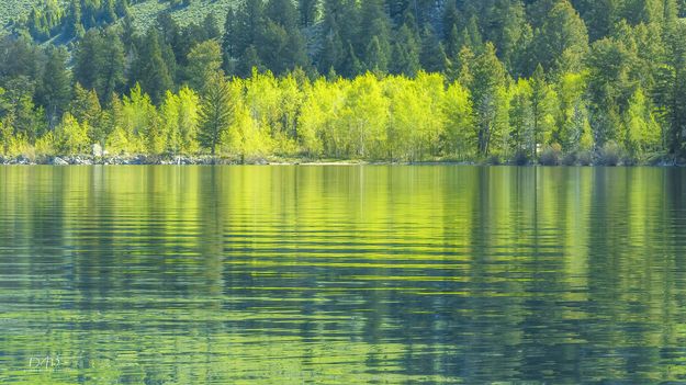 Spring Green Reflections. Photo by Dave Bell.