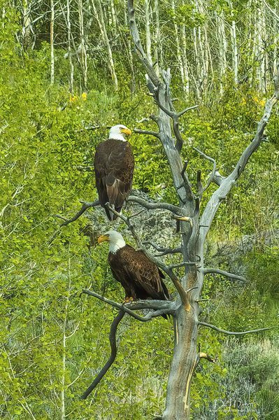 Freedom Birds. Photo by Dave Bell.