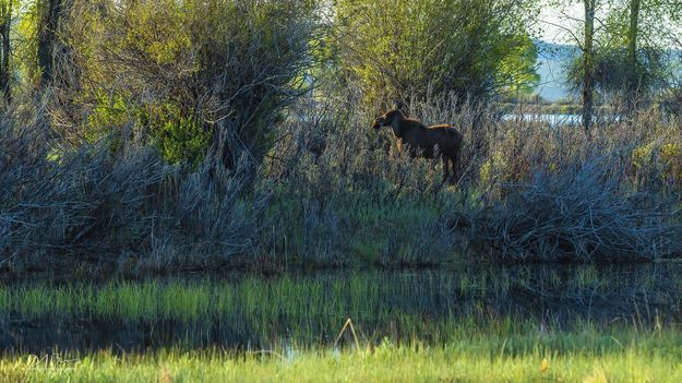 Barely Hiding. Photo by Dave Bell.