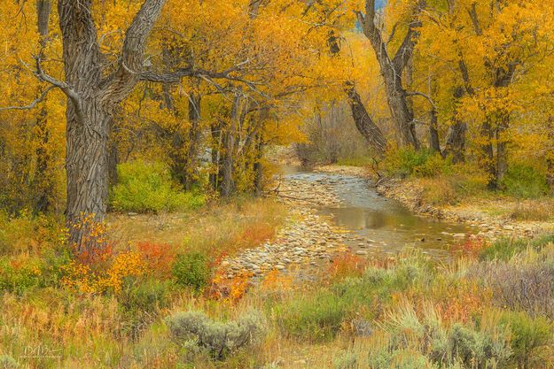 Fall Colors. Photo by Dave Bell.