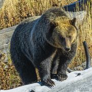 Bears. Photo by Dave Bell.