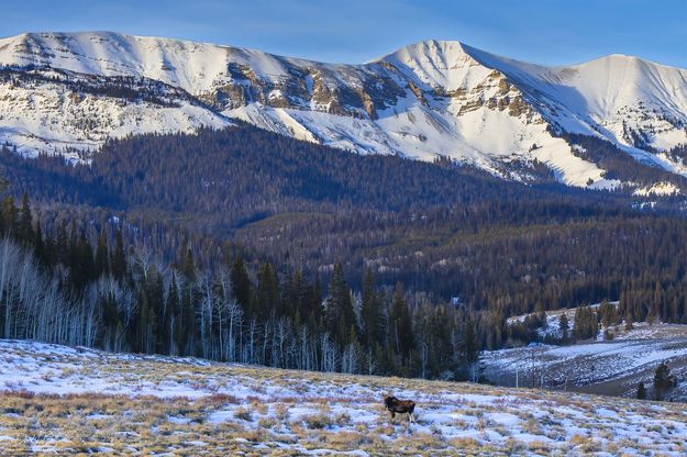 Moose Portrait. Photo by Dave Bell.
