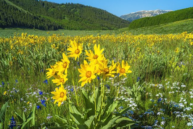 Flowers Galore. Photo by Dave Bell.