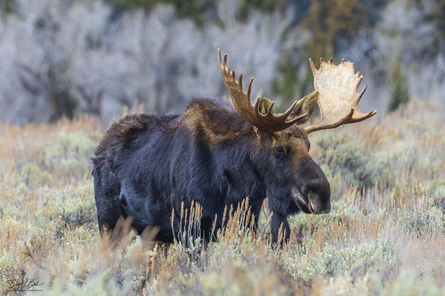 . Photo by Dave Bell.