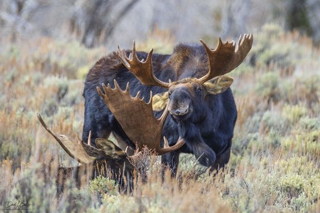 . Photo by Dave Bell.