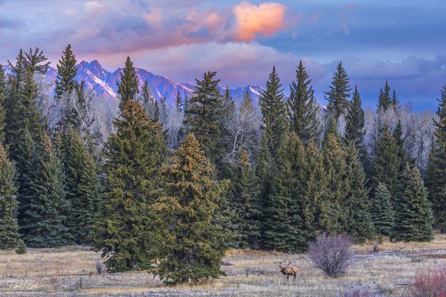 Beautiful Morning Elk. Photo by Dave Bell.