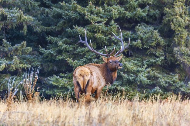 One Last Look. Photo by Dave Bell.