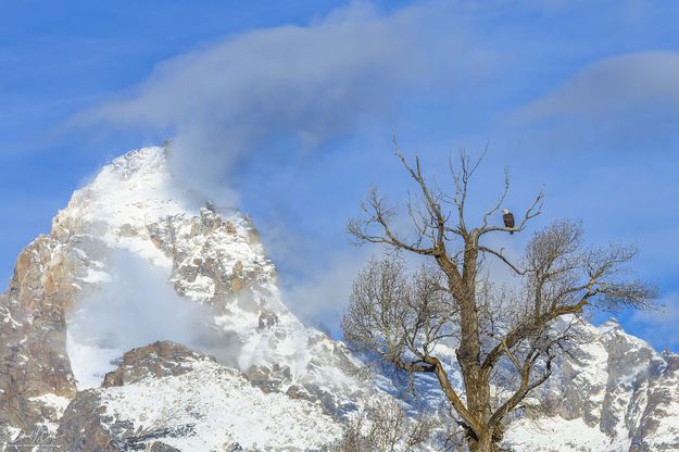 Perch With A View. Photo by Dave Bell.