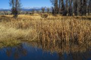 Cattail Reflections. Photo by Dave Bell.